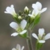 Arabidopsis